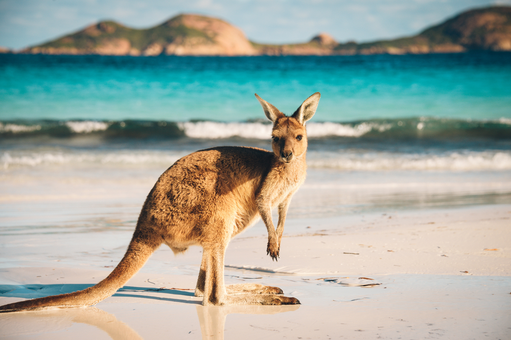 A kangaroo is standing on the beach near some water.