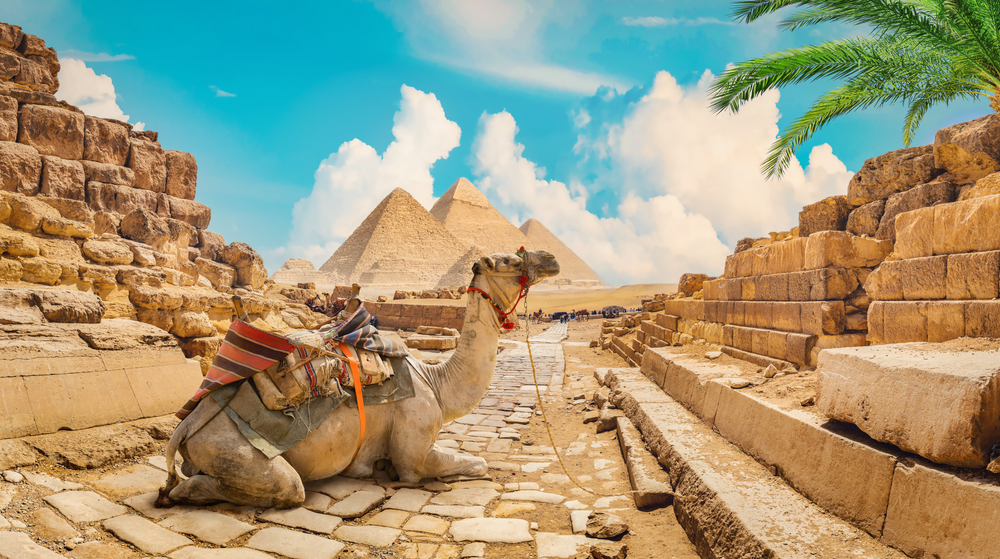 A camel sitting on the ground in front of some pyramids.