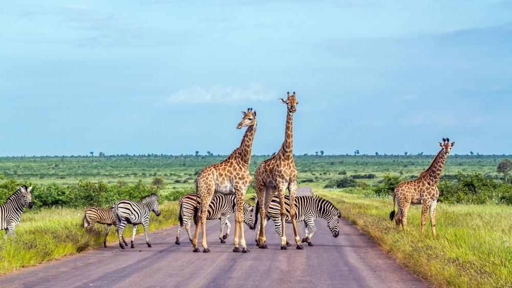 A herd of zebra and giraffes crossing the road.