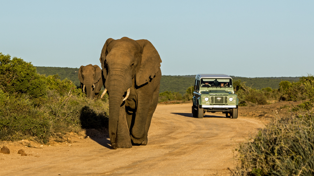 A truck is driving down the road with two elephants.