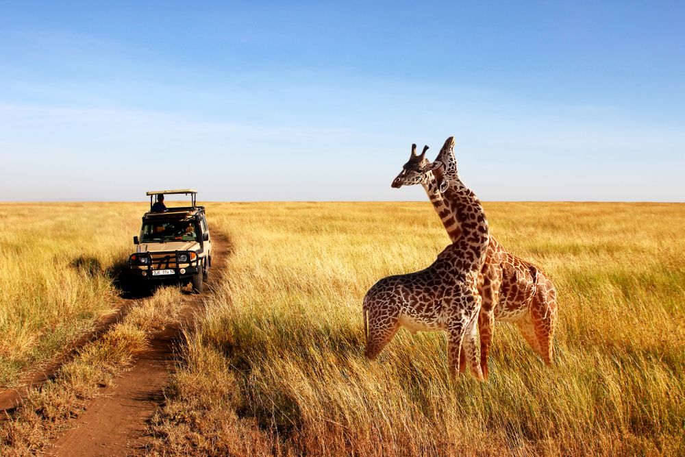 Two giraffes standing in a field with a jeep behind them.
